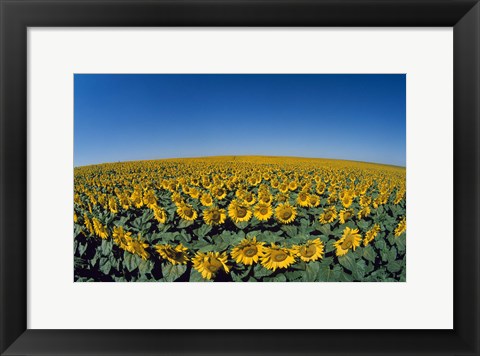 Framed Sunflowers (Helianthus annuus) in a field Print