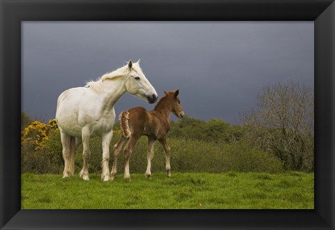 Framed Mare and Foal, Co Derry, Ireland Print