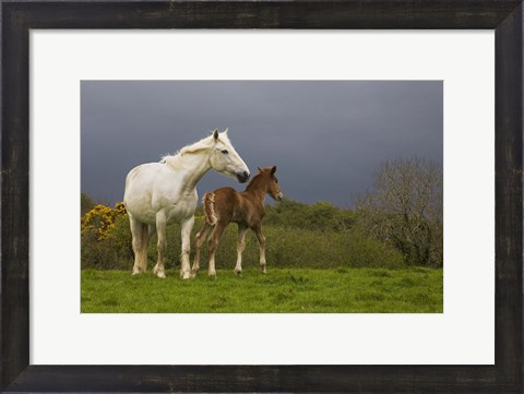 Framed Mare and Foal, Co Derry, Ireland Print