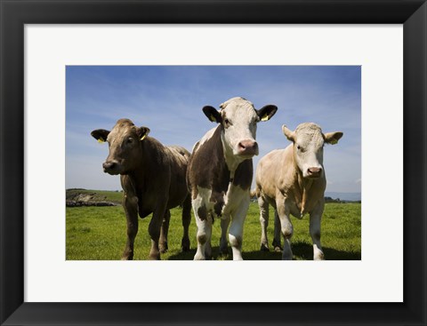 Framed Cattle, County Waterford, Ireland Print