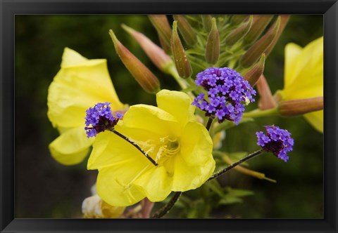 Framed Verbena Bonariensis and Evening Primrose, Ireland Print