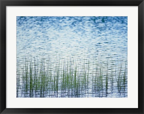 Framed Grass in water Print