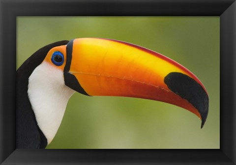 Framed Close-up of a Toco toucan (Ramphastos toco), Three Brothers River, Meeting of the Waters State Park, Pantanal Wetlands, Brazil Print