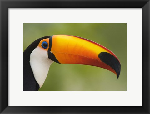 Framed Close-up of a Toco toucan (Ramphastos toco), Three Brothers River, Meeting of the Waters State Park, Pantanal Wetlands, Brazil Print