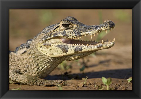 Framed Yacare caiman (Caiman crocodilus yacare), Three Brothers River, Meeting of the Waters State Park, Pantanal Wetlands, Brazil Print