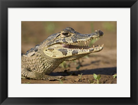 Framed Yacare caiman (Caiman crocodilus yacare), Three Brothers River, Meeting of the Waters State Park, Pantanal Wetlands, Brazil Print