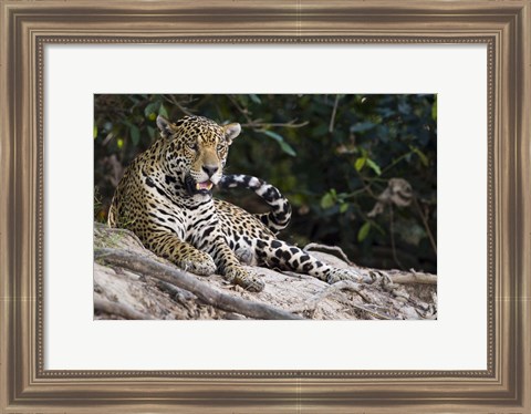 Framed Jaguar (Panthera onca) snarling, Three Brothers River, Meeting of the Waters State Park, Pantanal Wetlands, Brazil Print