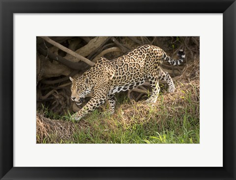 Framed Jaguar (Panthera onca) foraging in a forest, Three Brothers River, Meeting of the Waters State Park, Pantanal Wetlands, Brazil Print