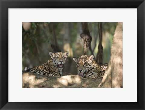 Framed Jaguars (Panthera onca) resting in a forest, Three Brothers River, Meeting of the Waters State Park, Pantanal Wetlands, Brazil Print