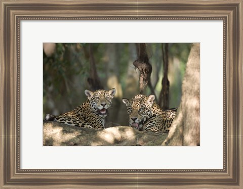 Framed Jaguars (Panthera onca) resting in a forest, Three Brothers River, Meeting of the Waters State Park, Pantanal Wetlands, Brazil Print