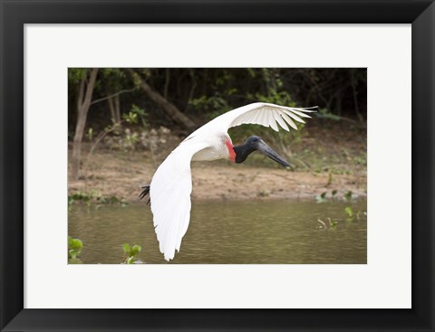 Framed Jabiru Stork (Jabiru mycteria) over Water, Three Brothers River, Meeting of the Waters State Park, Pantanal Wetlands, Brazil Print