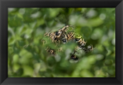 Framed Jaguar (Panthera onca) behind leaves, Three Brothers River, Meeting of the Waters State Park, Pantanal Wetlands, Brazil Print