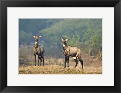 Framed Two Nilgai (Boselaphus tragocamelus) standing in a forest, Keoladeo National Park, Rajasthan, India Print