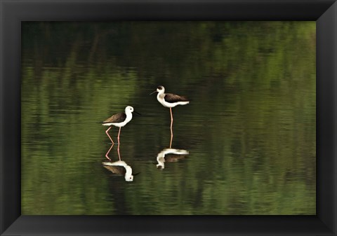 Framed Close-up of two Black-Winged stilts (Himantopus himantopus) in water, Keoladeo National Park, Rajasthan, India Print