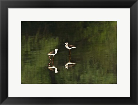 Framed Close-up of two Black-Winged stilts (Himantopus himantopus) in water, Keoladeo National Park, Rajasthan, India Print