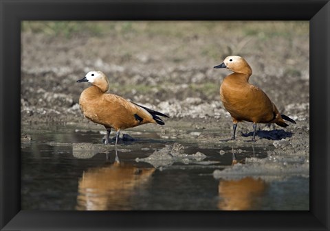 Framed Close-up of two Ruddy shelduck (Tadorna ferruginea) in water, Keoladeo National Park, Rajasthan, India Print