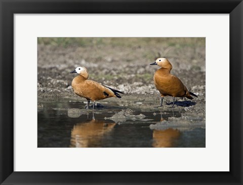 Framed Close-up of two Ruddy shelduck (Tadorna ferruginea) in water, Keoladeo National Park, Rajasthan, India Print