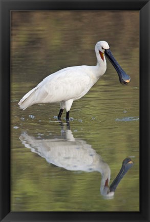 Framed Eurasian spoonbill (Platalea leucorodia) in a lake, Keoladeo National Park, Rajasthan, India Print