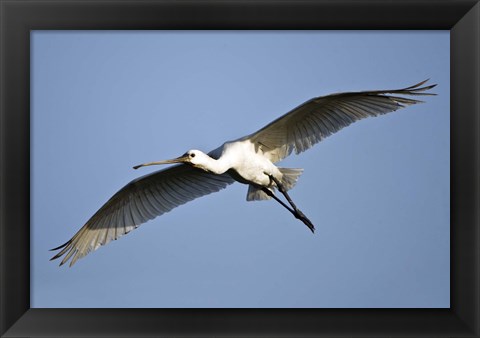 Framed Low angle view of a Eurasian spoonbill (Platalea leucorodia) flying, Keoladeo National Park, Rajasthan, India Print