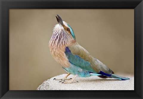 Framed Close-up of an Indian roller (Coracias benghalensis), Kanha National Park, Madhya Pradesh, India Print