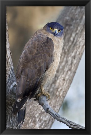 Framed Crested Serpent eagle (Spilornis cheela) perching on tree, Kanha National Park, Madhya Pradesh, India Print