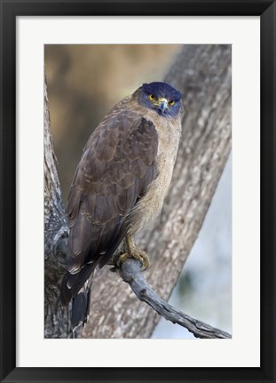 Framed Crested Serpent eagle (Spilornis cheela) perching on tree, Kanha National Park, Madhya Pradesh, India Print