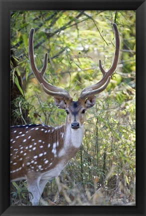 Framed Spotted deer (Axis axis) in a forest, Kanha National Park, Madhya Pradesh, India Print