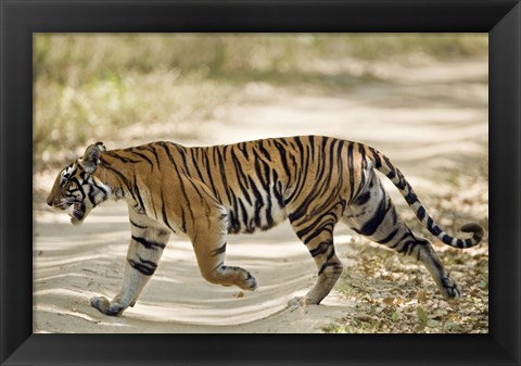 Framed Bengal Tiger (Panthera tigris tigris) walking in a forest, Bandhavgarh National Park, Umaria District, Madhya Pradesh, India Print