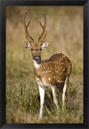 Framed Spotted deer (Axis axis) in a forest, Bandhavgarh National Park, Umaria District, Madhya Pradesh, India Print