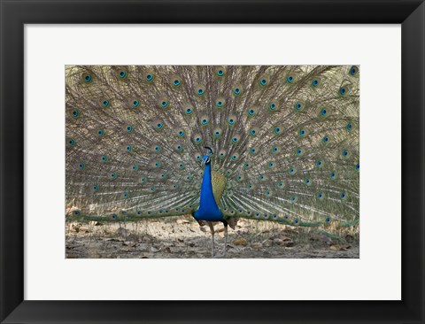 Framed Peacock displaying its plumage, Bandhavgarh National Park, Umaria District, Madhya Pradesh, India Print