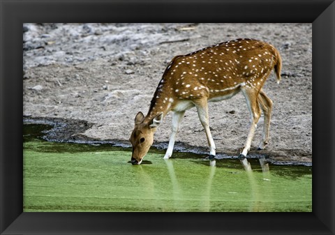 Framed Spotted deer (Axis axis) drinking water from a lake, Bandhavgarh National Park, Umaria District, Madhya Pradesh, India Print