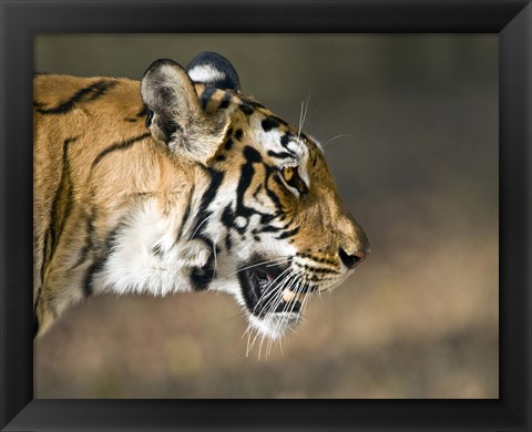 Framed Close-up of a Bengal tiger (Panthera tigris tigris), Bandhavgarh National Park, Umaria District, Madhya Pradesh, India Print