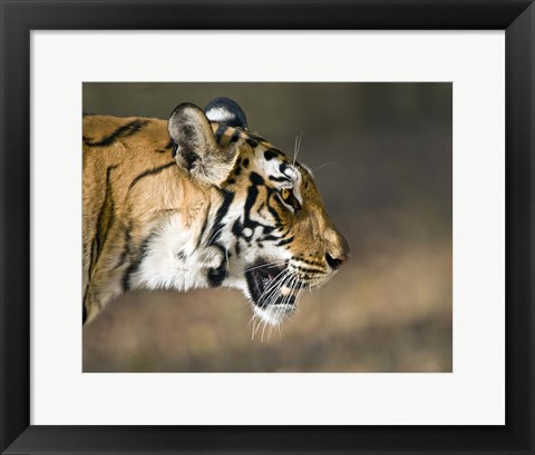 Framed Close-up of a Bengal tiger (Panthera tigris tigris), Bandhavgarh National Park, Umaria District, Madhya Pradesh, India Print