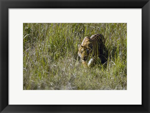 Framed Bengal Tiger (Panthera tigris tigris) cub walking in a forest, Bandhavgarh National Park, Umaria District, Madhya Pradesh, India Print