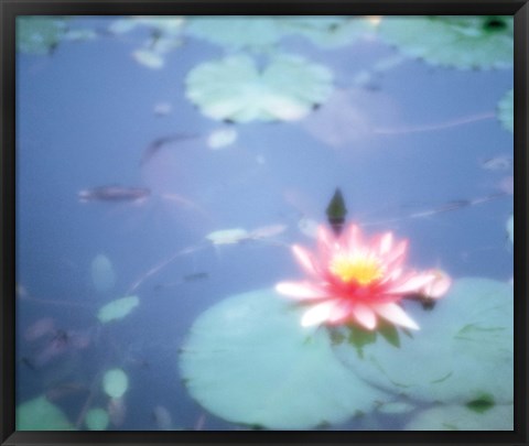 Framed Pink Lotus Flower in Pool Print