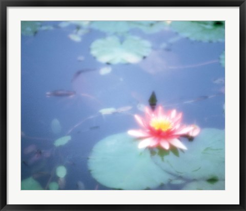 Framed Pink Lotus Flower in Pool Print