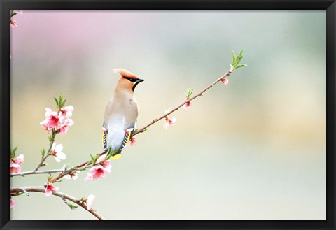 Framed Rear View of Bird Perching On Branch Print