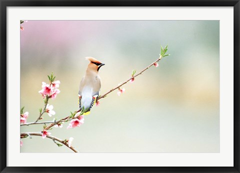 Framed Rear View of Bird Perching On Branch Print