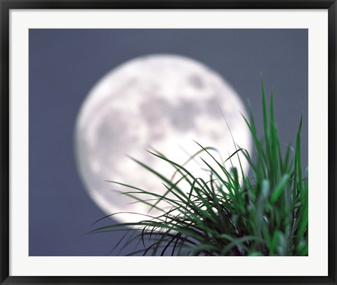 Framed Grass blades With Full Moon in Background Print