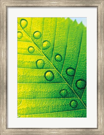 Framed Extreme Close Up of Leaf Vein with Droplets Print