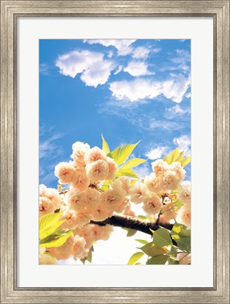 Framed Blossoms against Sky Print