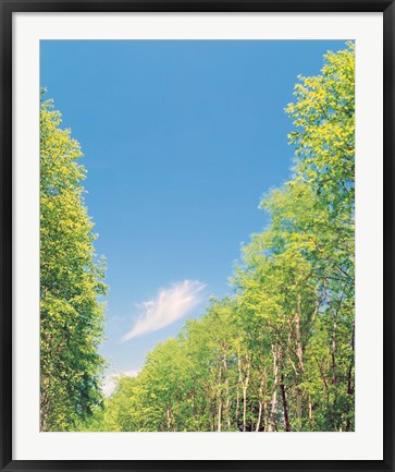 Framed Trees Projected against Blue Sky Print