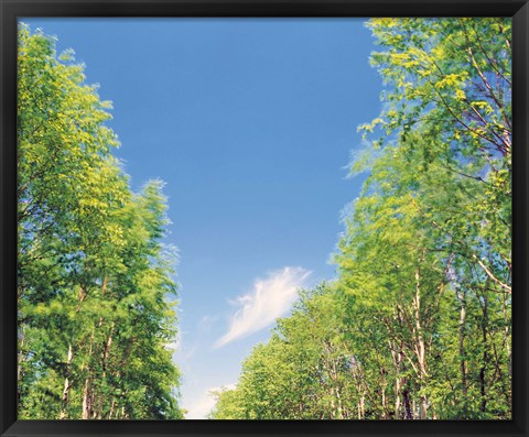 Framed View of Trees against Blue Sky Print