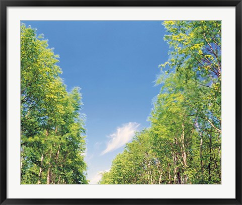 Framed View of Trees against Blue Sky Print