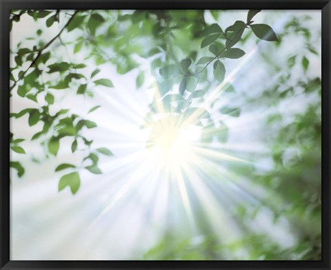 Framed Sun Shining Through Leaves, Lens Flare Print