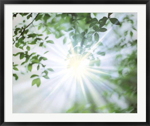 Framed Sun Shining Through Leaves, Lens Flare Print