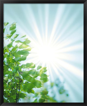 Framed Sun Shining Through Leaves Print