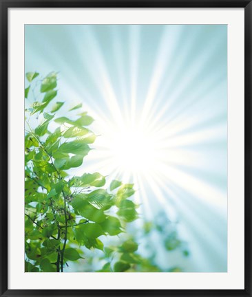 Framed Sun Shining Through Leaves Print