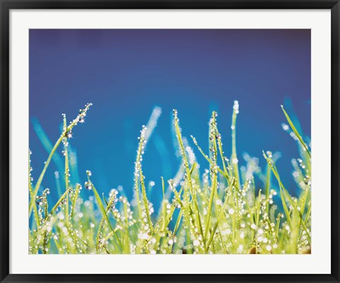 Framed Water Droplets on Blades of Grass Print