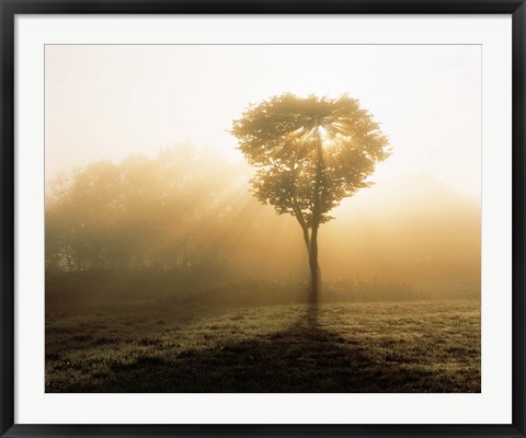 Framed Tree in Early Morning Mist Print